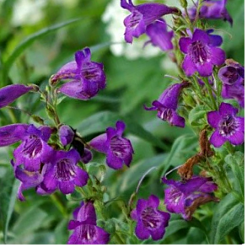 Penstemon Midnight 1 Plants Purple Flowering Beard Tongue